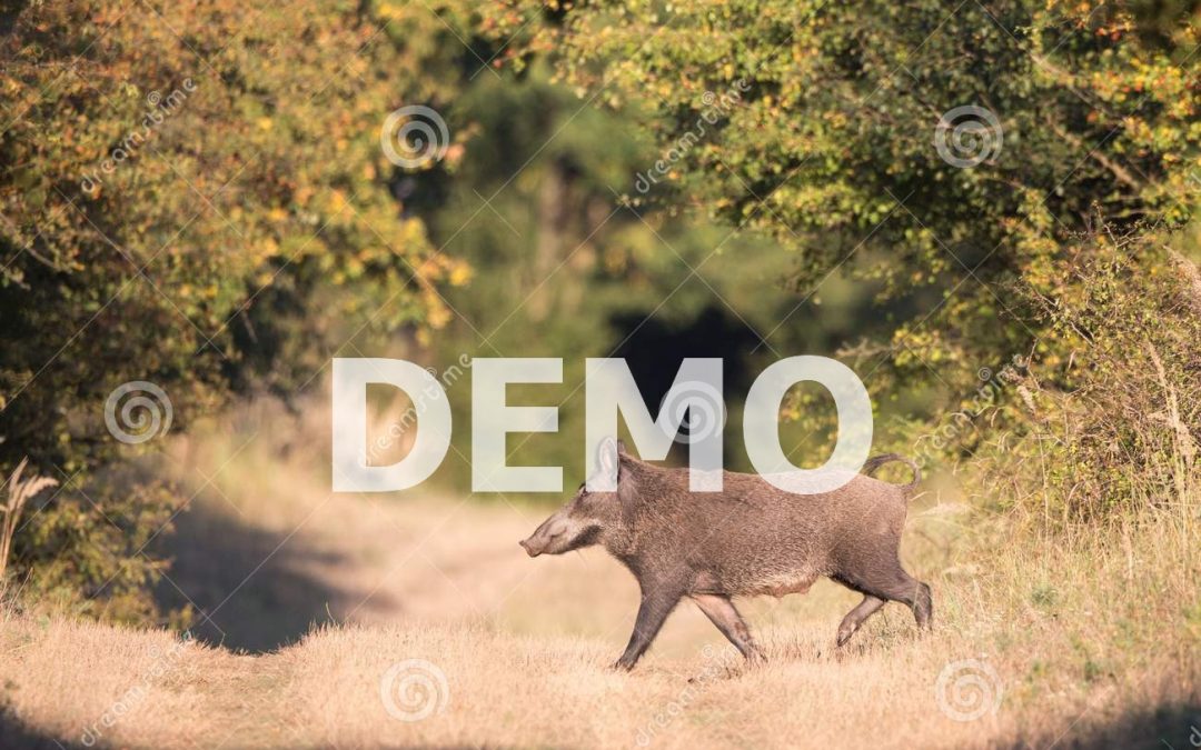 Cammino dei Cinghiali (DEMO)